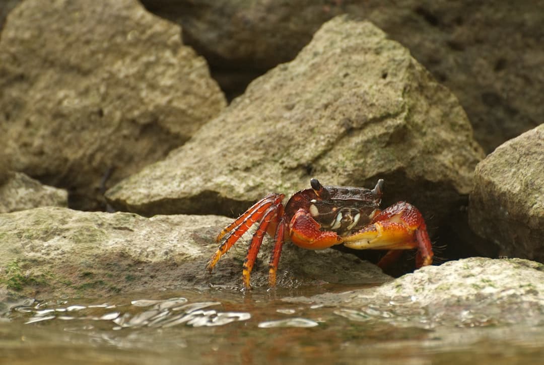 A crab sits near water and rocks.