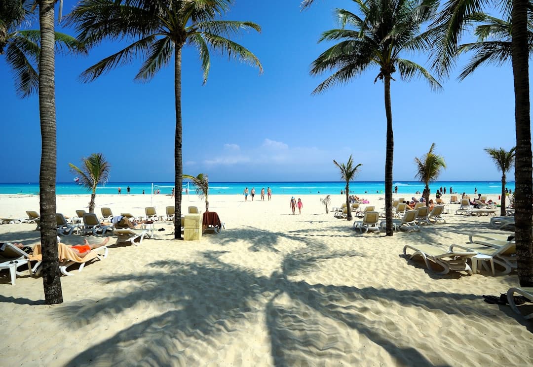 A beach filled with lots of palm trees