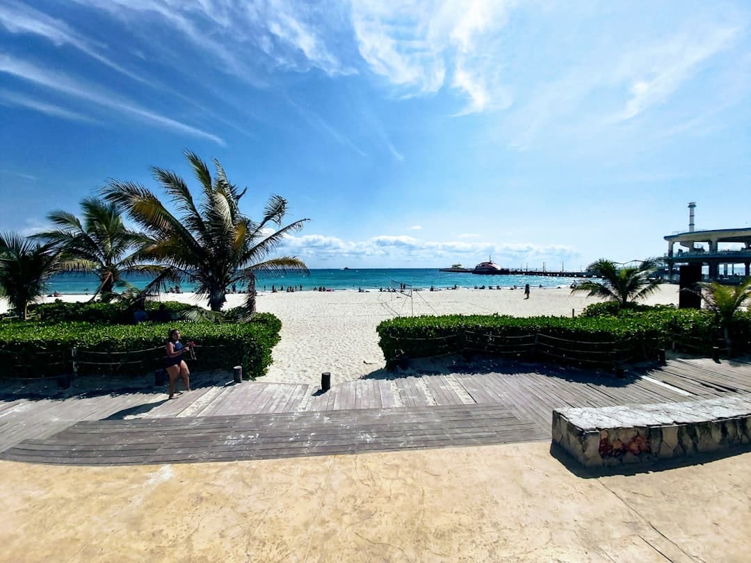 palm trees on beach shore under blue sky during daytime