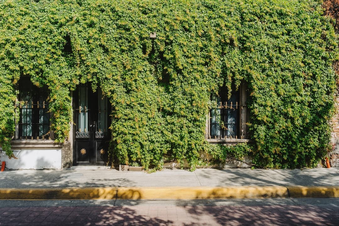 A building covered in vines next to a street