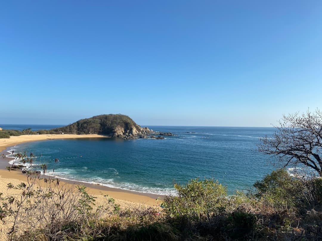 green trees on brown sand beach during daytime