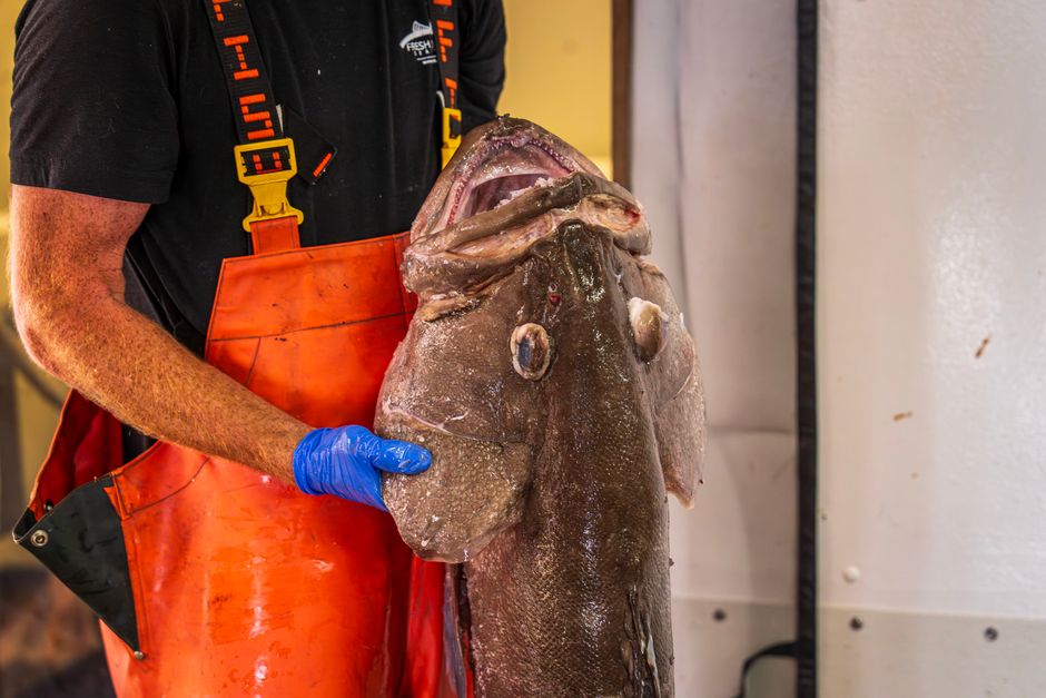 Man wearing orange overalls holding a large grouper fish indoors.