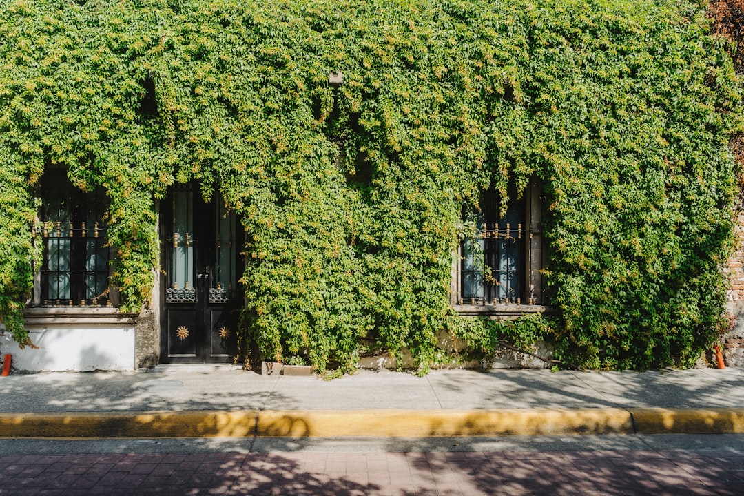 A building covered in vines next to a street