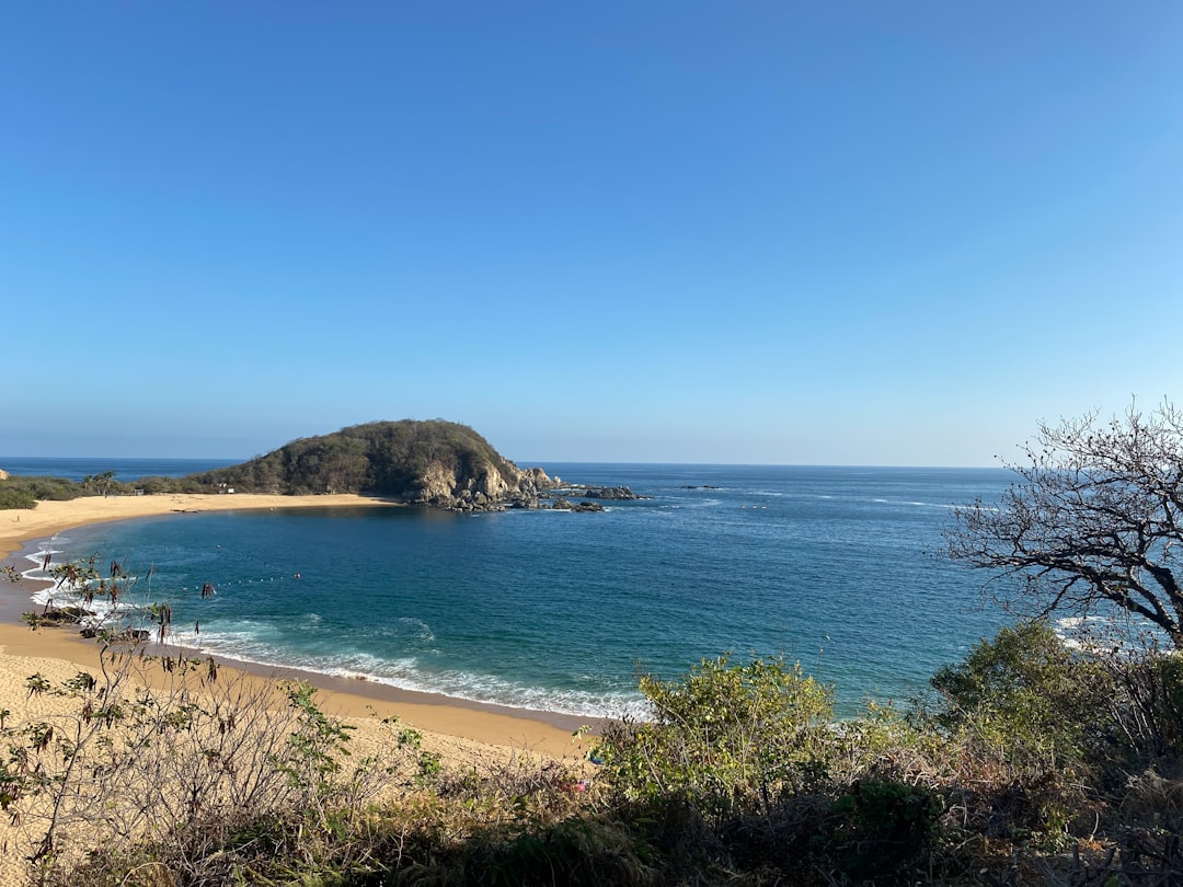 green trees on brown sand beach during daytime