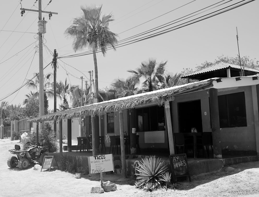 A small shop sits beneath palm trees.